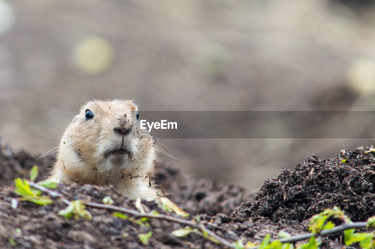 Surface level of marmot on field