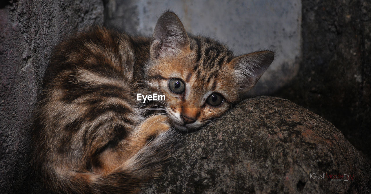 CLOSE-UP PORTRAIT OF CAT