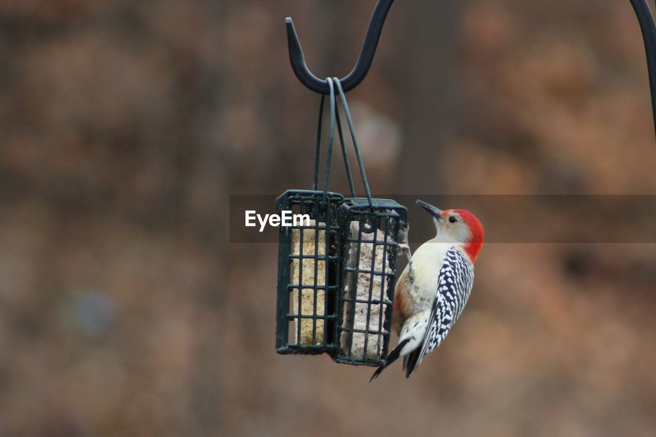 CLOSE-UP OF A BIRD ON FEEDER