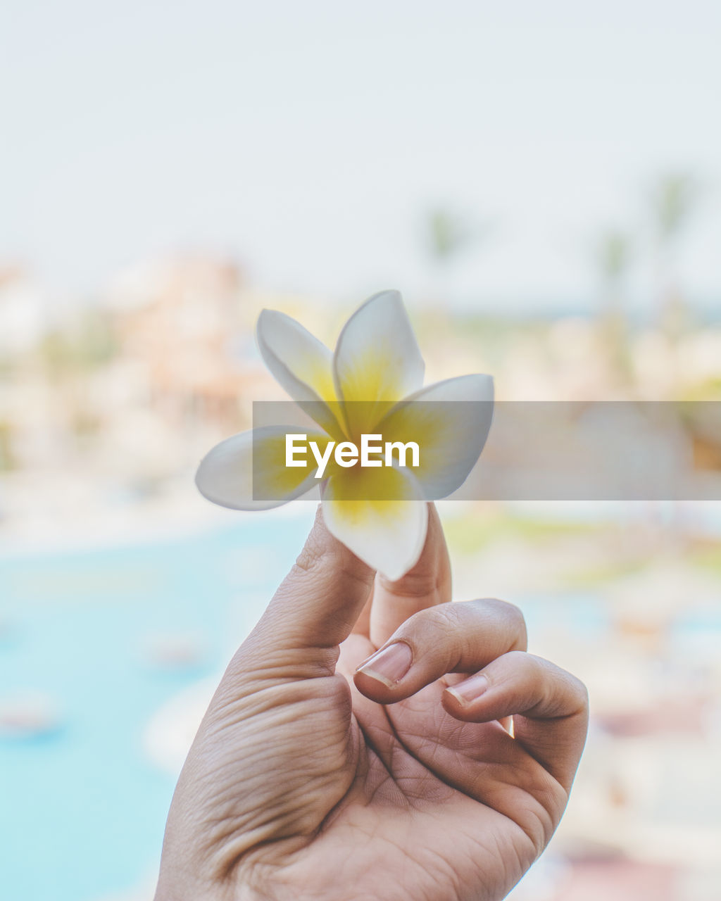 Close-up of hand holding frangipani