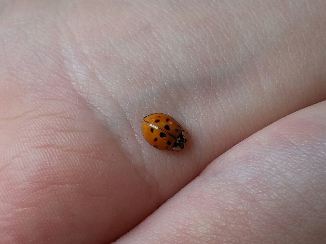 CLOSE-UP OF LADYBUG ON HAND HOLDING LEAF