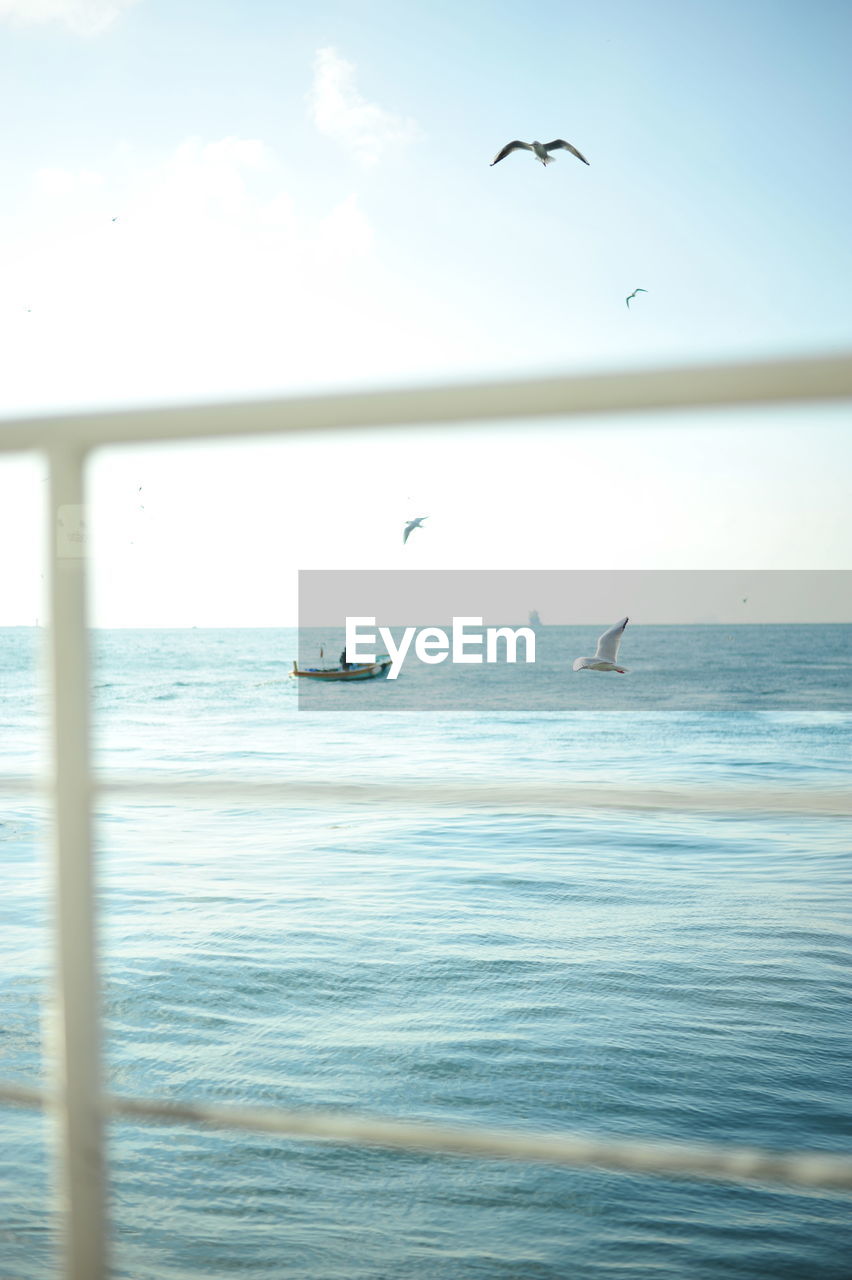 VIEW OF BIRDS FLYING OVER SEA