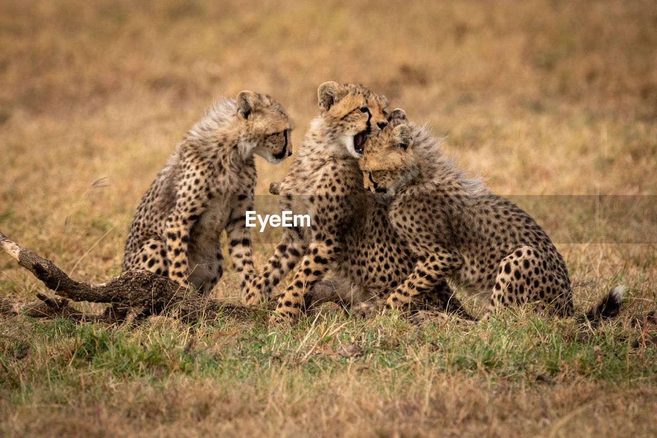 Family of cheetah relaxing on field