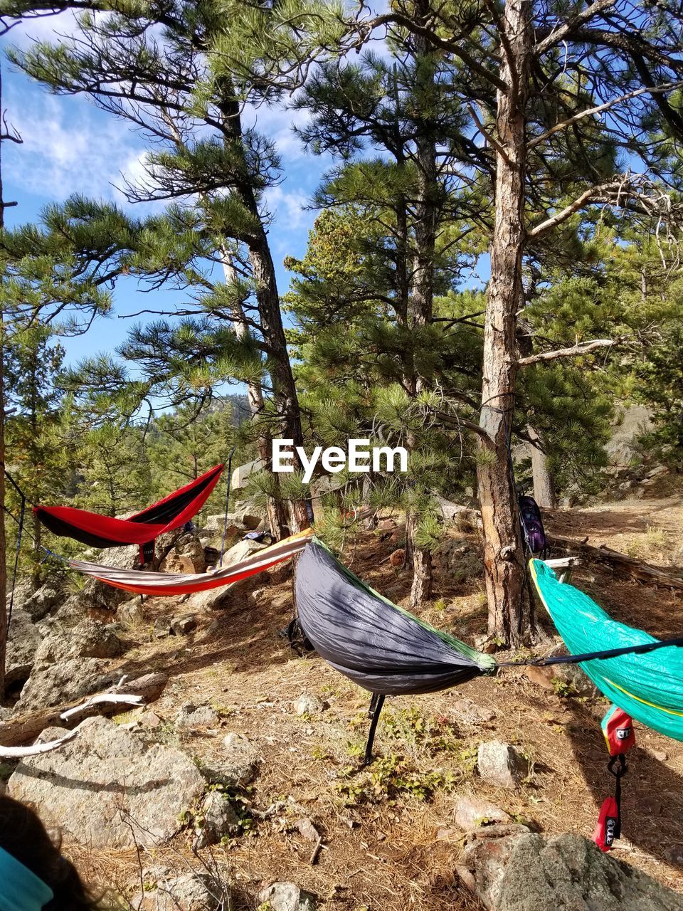 View of trees in forest