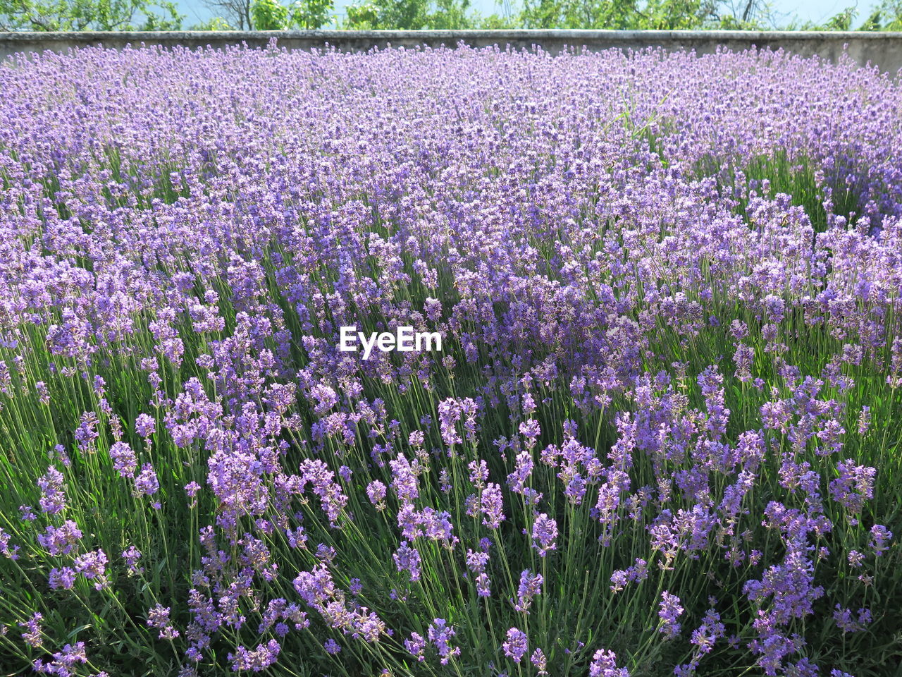 PURPLE FLOWERS ON FIELD