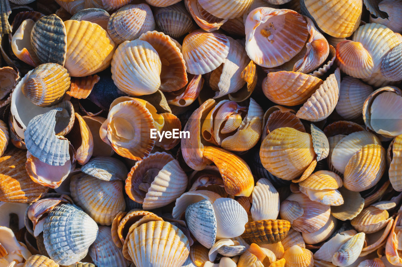 Shell coast. close-up of small seashells on the seashore. sea background with sunset light