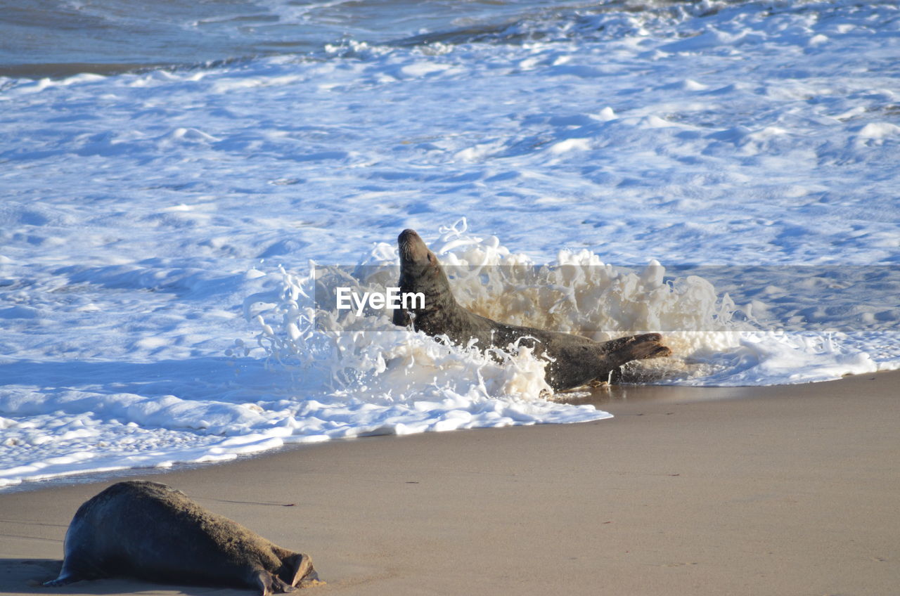 SCENIC VIEW OF SEA WAVES