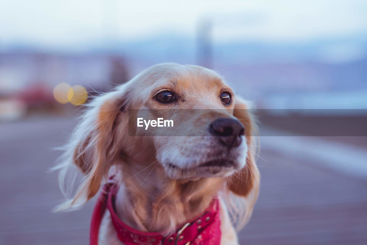 Close-up of dog looking away