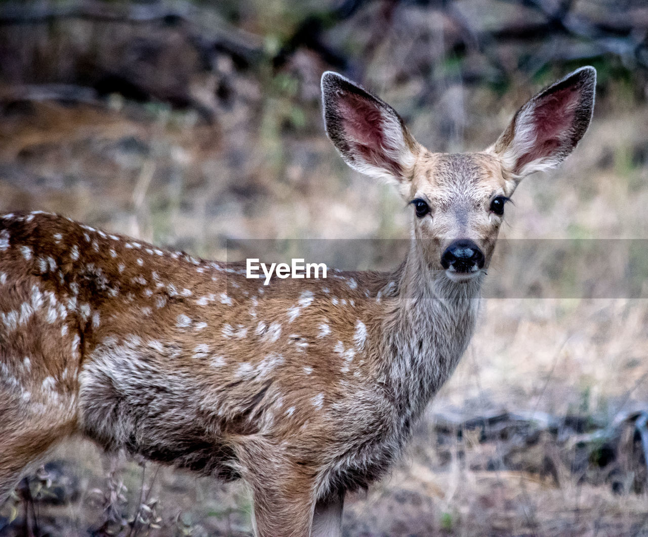 PORTRAIT OF DEER OUTDOORS