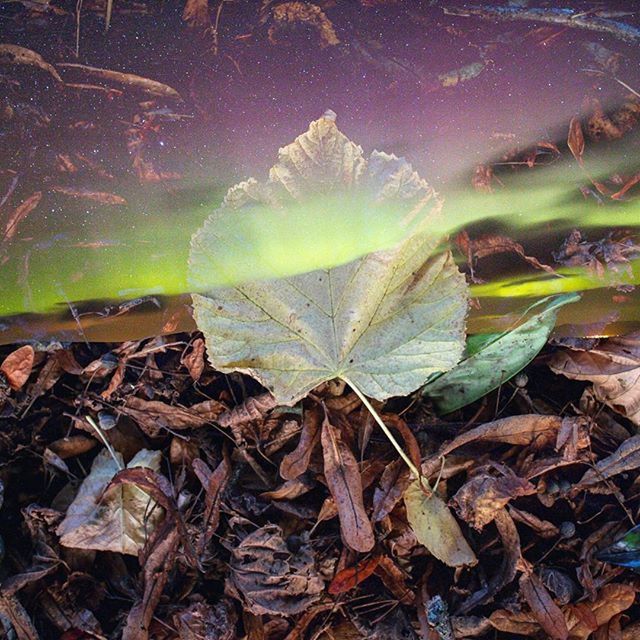 CLOSE-UP OF LEAVES ON GROUND