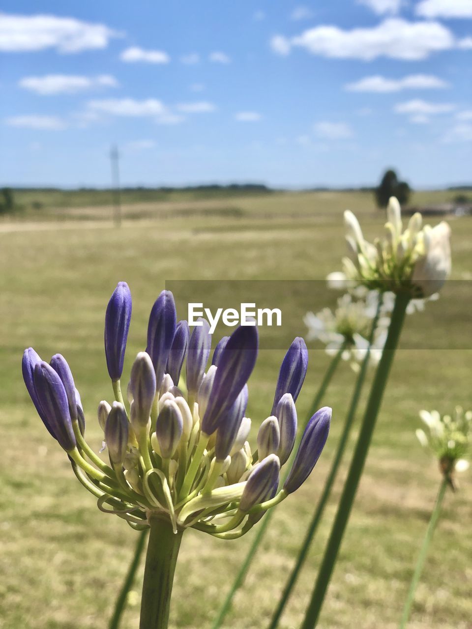 Close-up of purple flowering plant on field