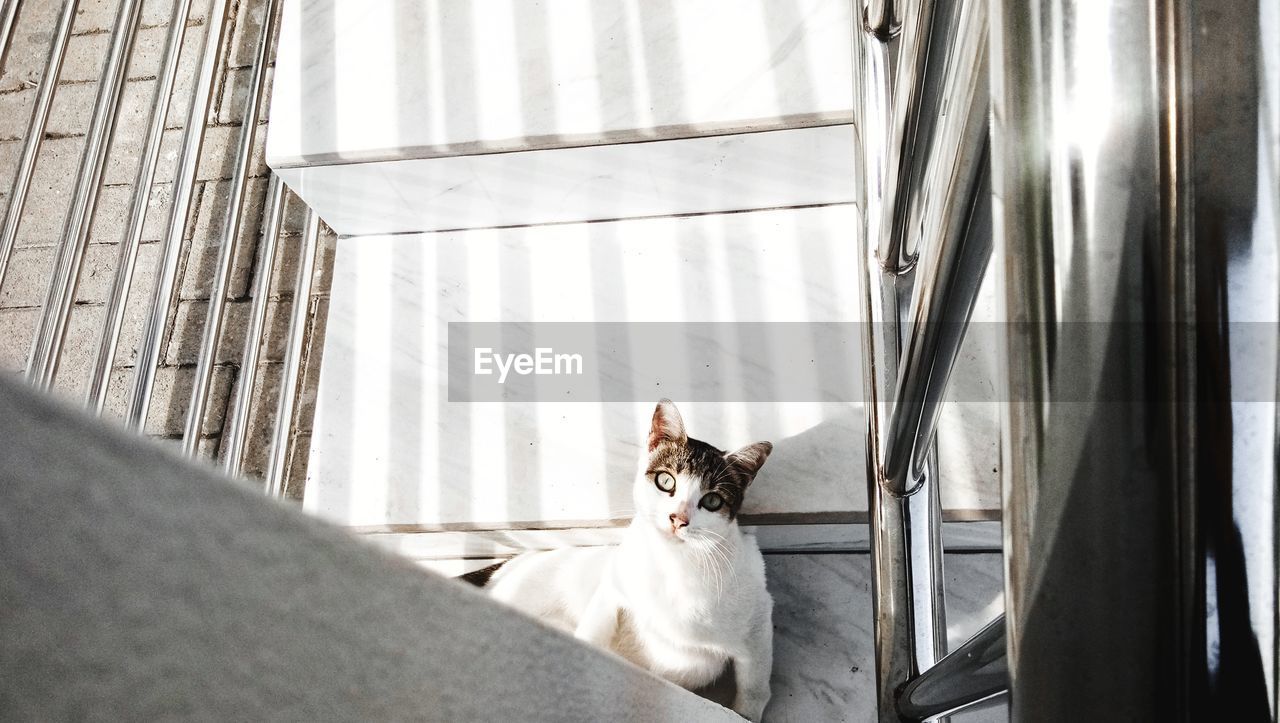 Portrait of cat sitting on staircase at home