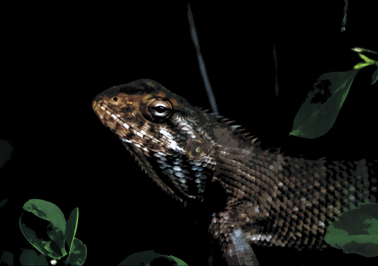 CLOSE-UP OF LIZARD ON WHITE SURFACE