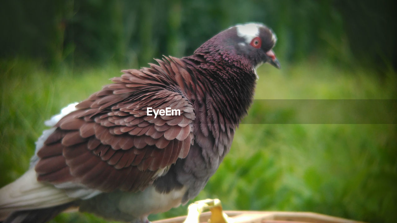 CLOSE-UP OF EAGLE PERCHING ON LEAF