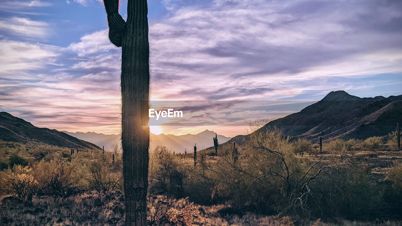 Sonoran desert sunset south mountain municipal preserve estrella mountains saguaro cactus