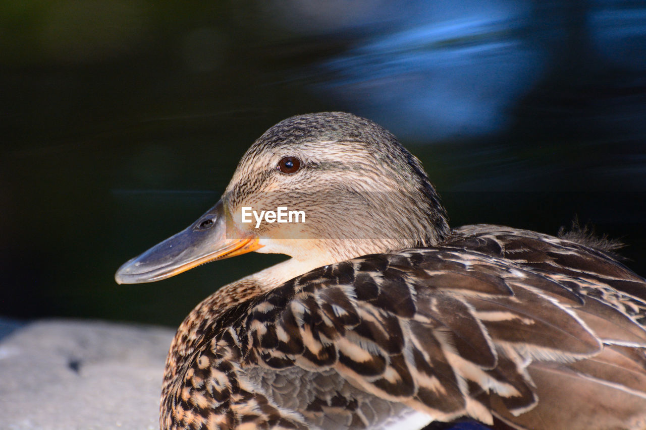 CLOSE-UP OF A BIRD