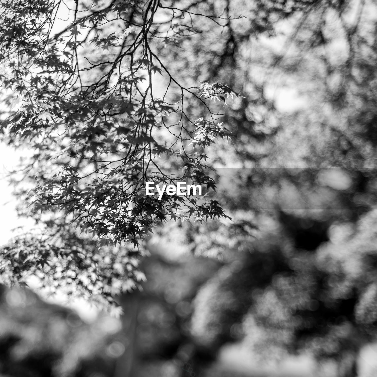 LOW ANGLE VIEW OF FLOWERING PLANTS ON TREE