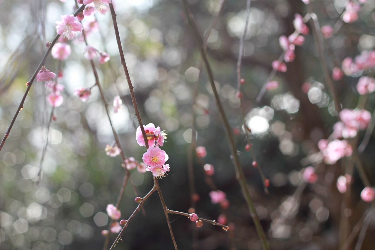 Pink flower blooming outdoors