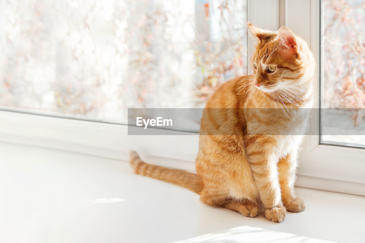 pet, domestic animals, animal themes, animal, mammal, cat, domestic cat, one animal, feline, window, felidae, sitting, small to medium-sized cats, indoors, ginger cat, no people, looking, window sill, whiskers, cute, carnivore, home interior, kitten, domestic room, animal hair, tabby cat, full length