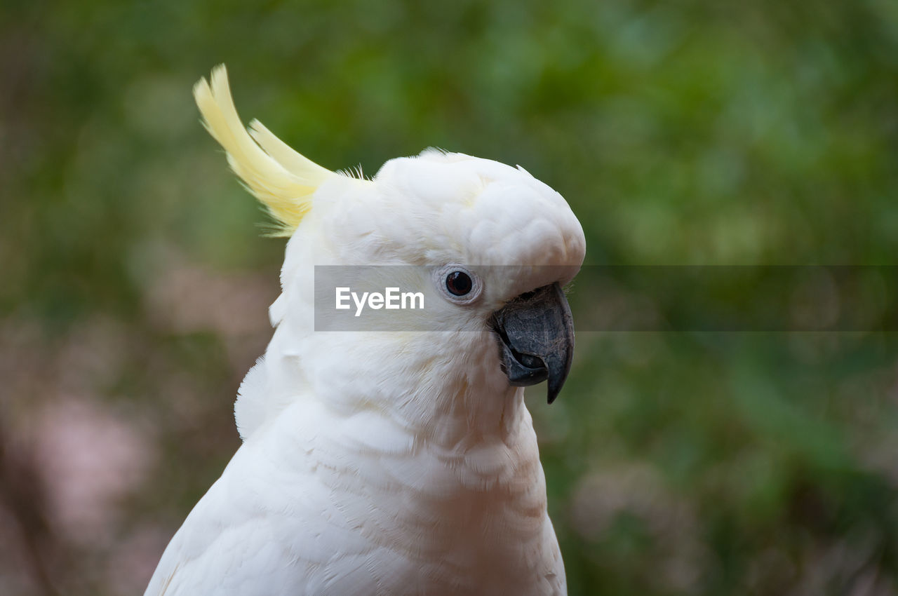 Close-up portrait of sulphur crested cockatoo