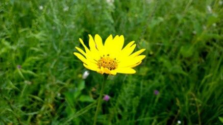 CLOSE-UP OF YELLOW FLOWERS BLOOMING IN FIELD