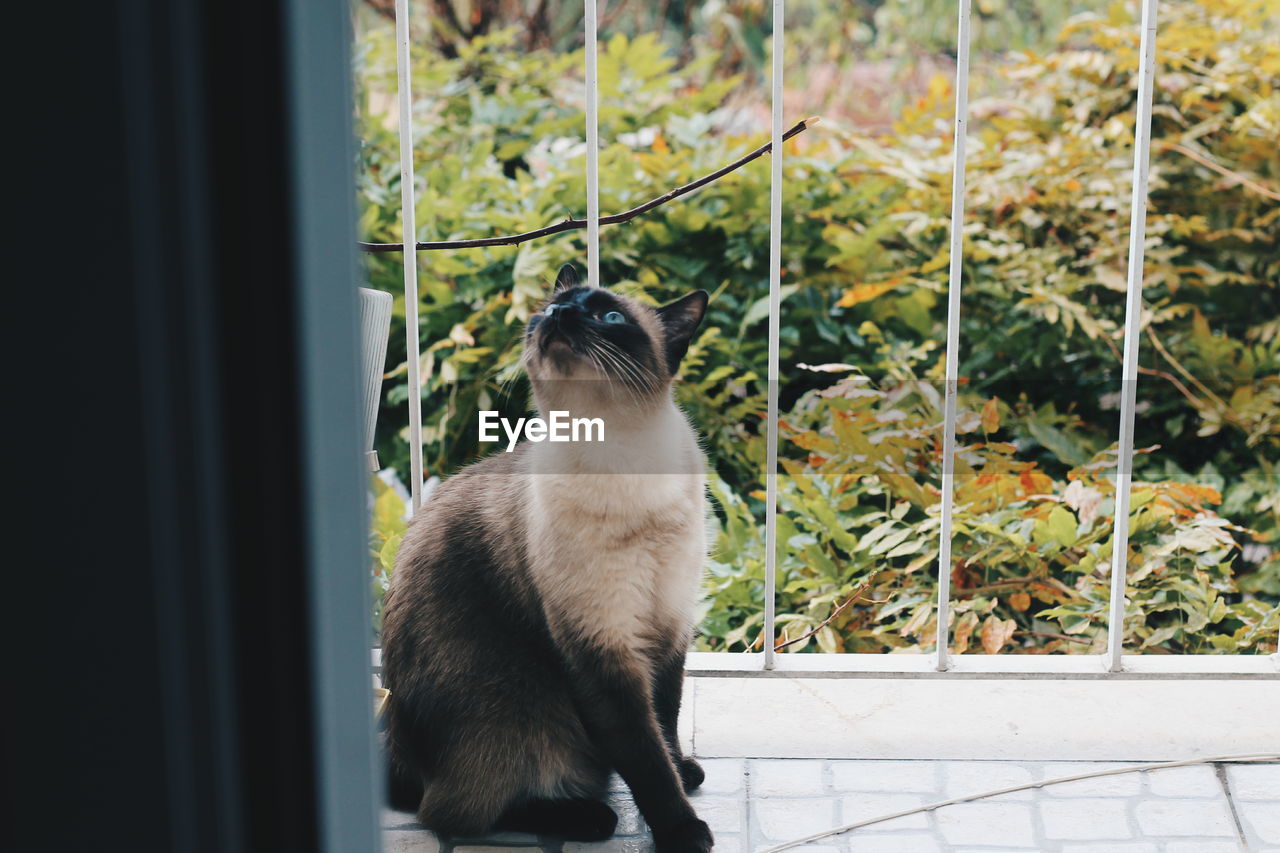 CAT SITTING IN A WINDOW