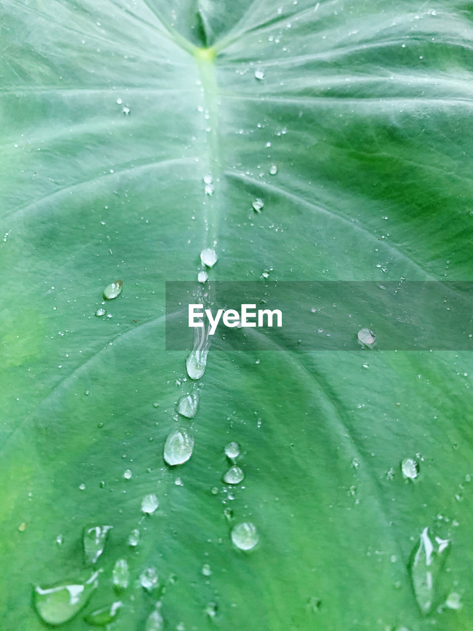 Close-up of water drops on leaves