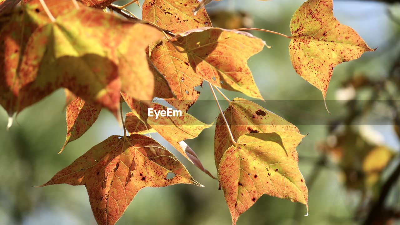 Close-up of autumnal leaves