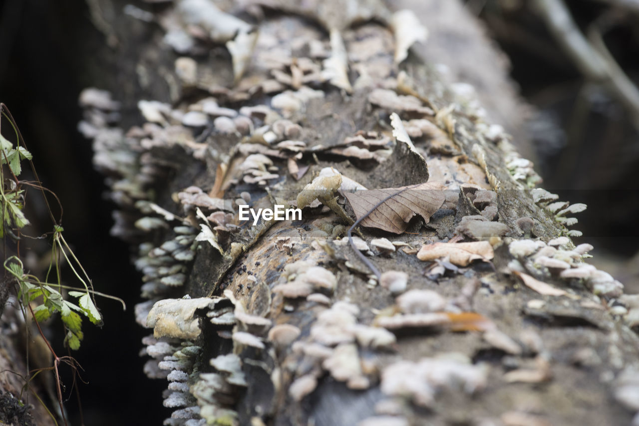 Deadwood in the forest caused by the wood decay fungus