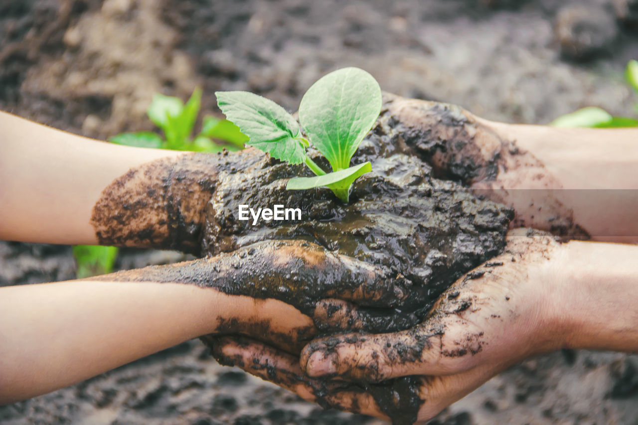 cropped hand of man holding plant