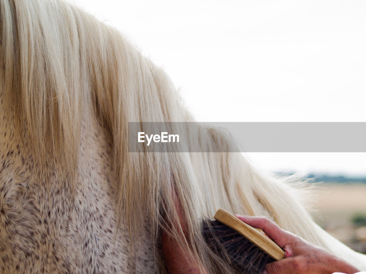 CLOSE-UP OF A HAND HOLDING HORSE