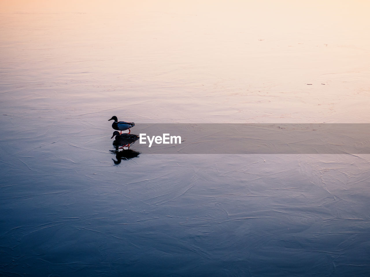 Two ducks on a frozen lake