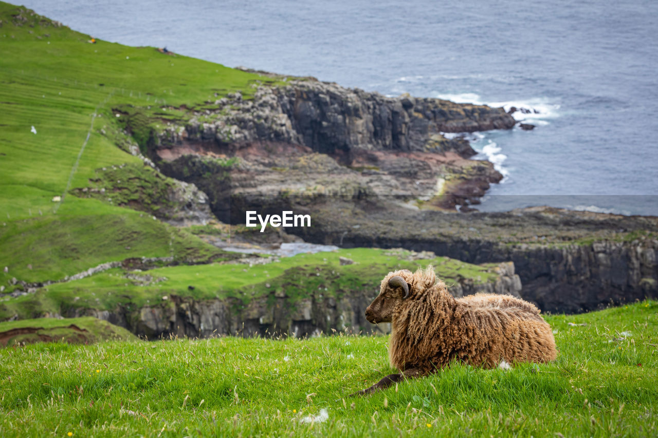 SHEEP ON ROCK IN SEA