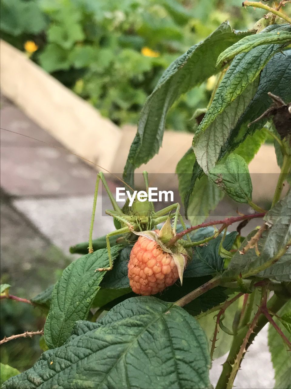 CLOSE-UP OF FRUITS ON PLANT