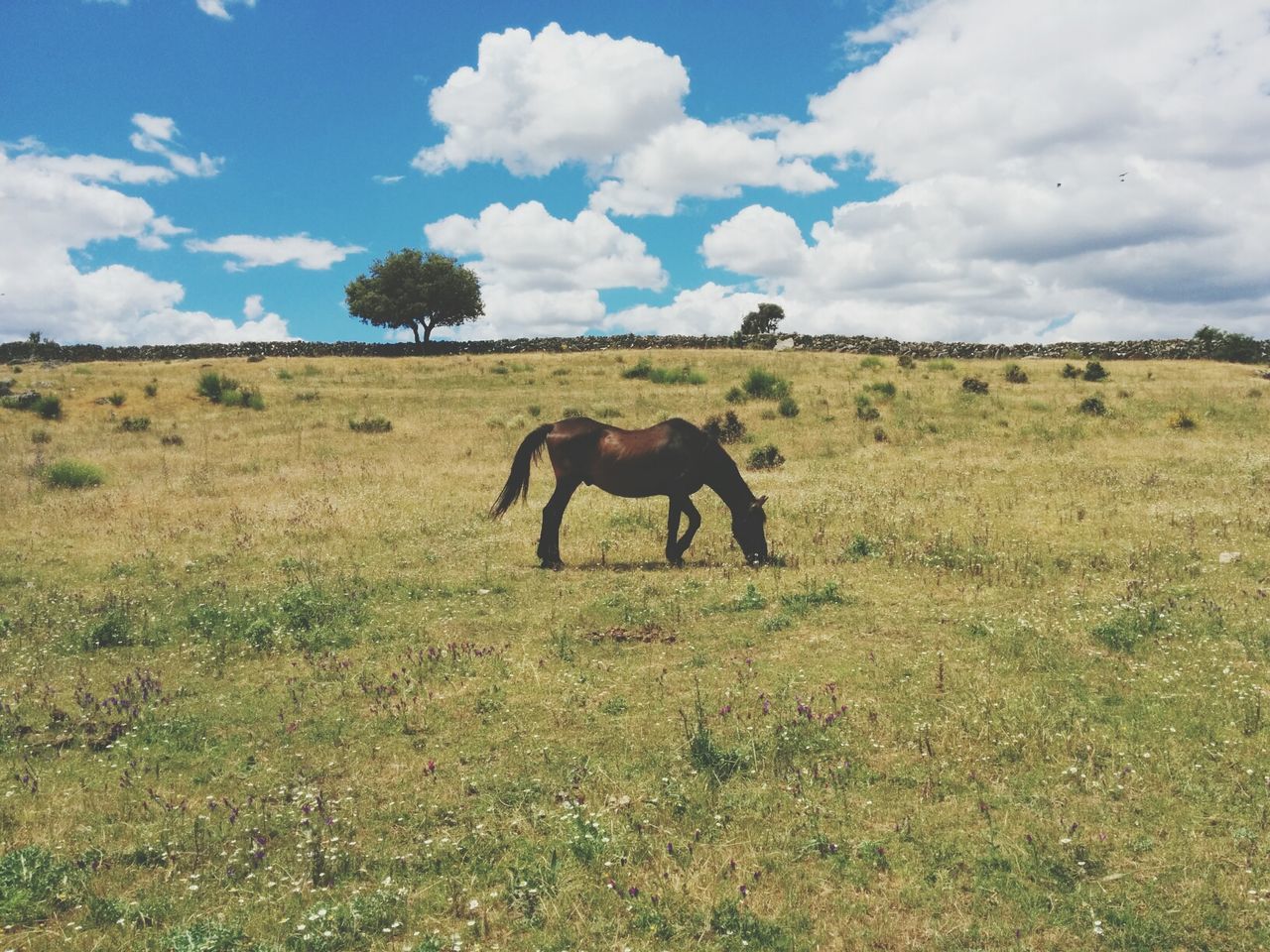 Side view of horse grazing on grassy field against cloudy sky