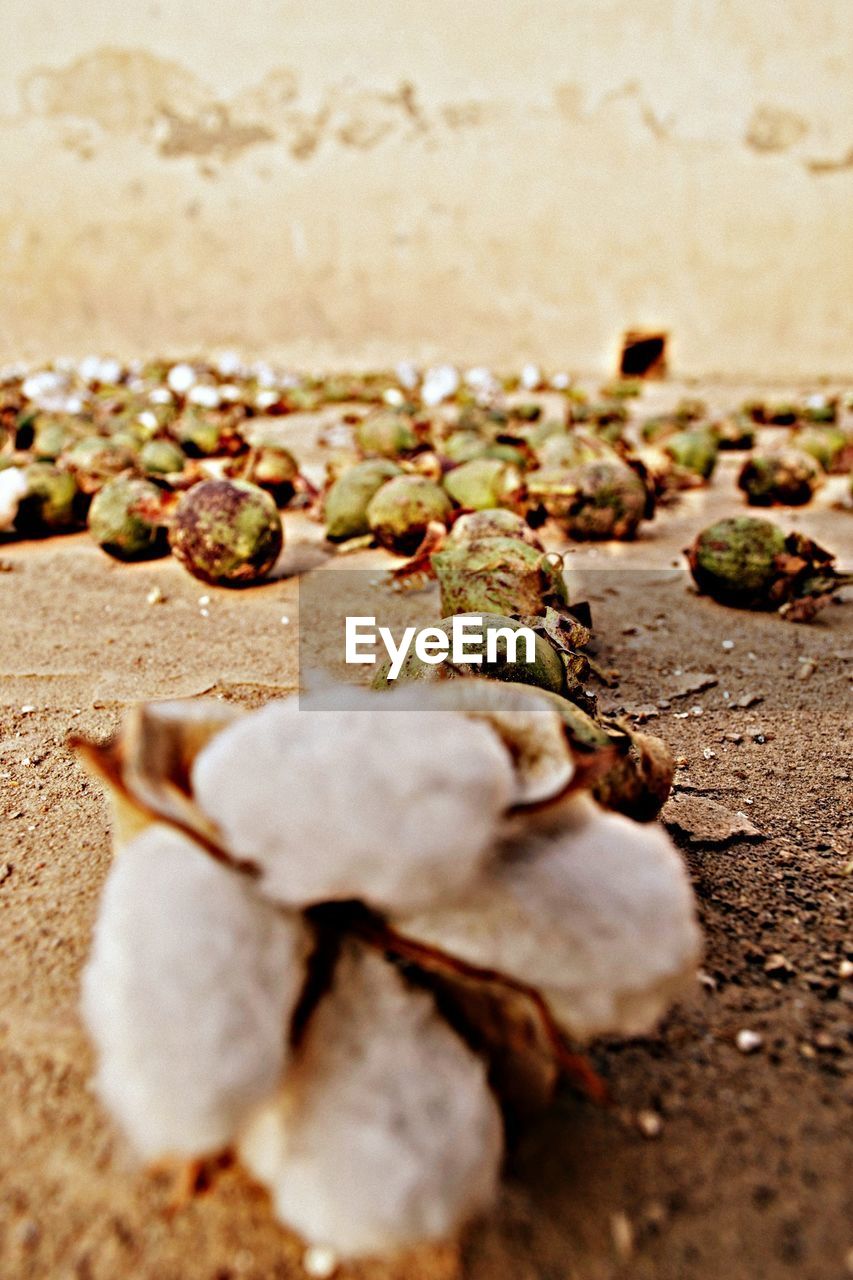 CLOSE-UP OF PEBBLES ON SHORE