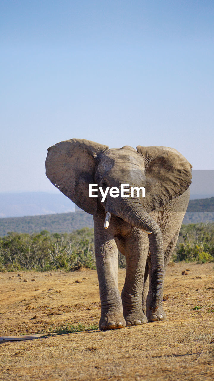 VIEW OF ELEPHANT ON FIELD