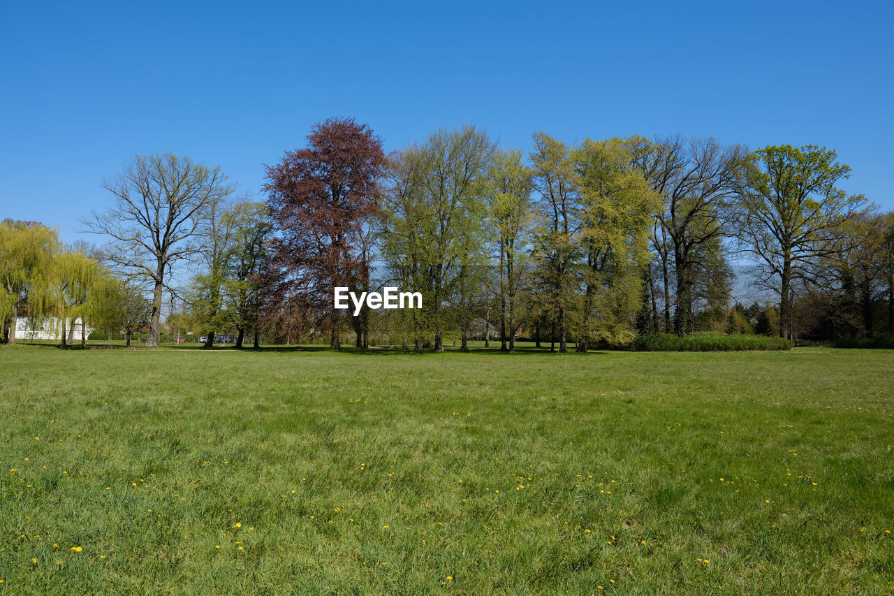 Trees on field against clear blue sky