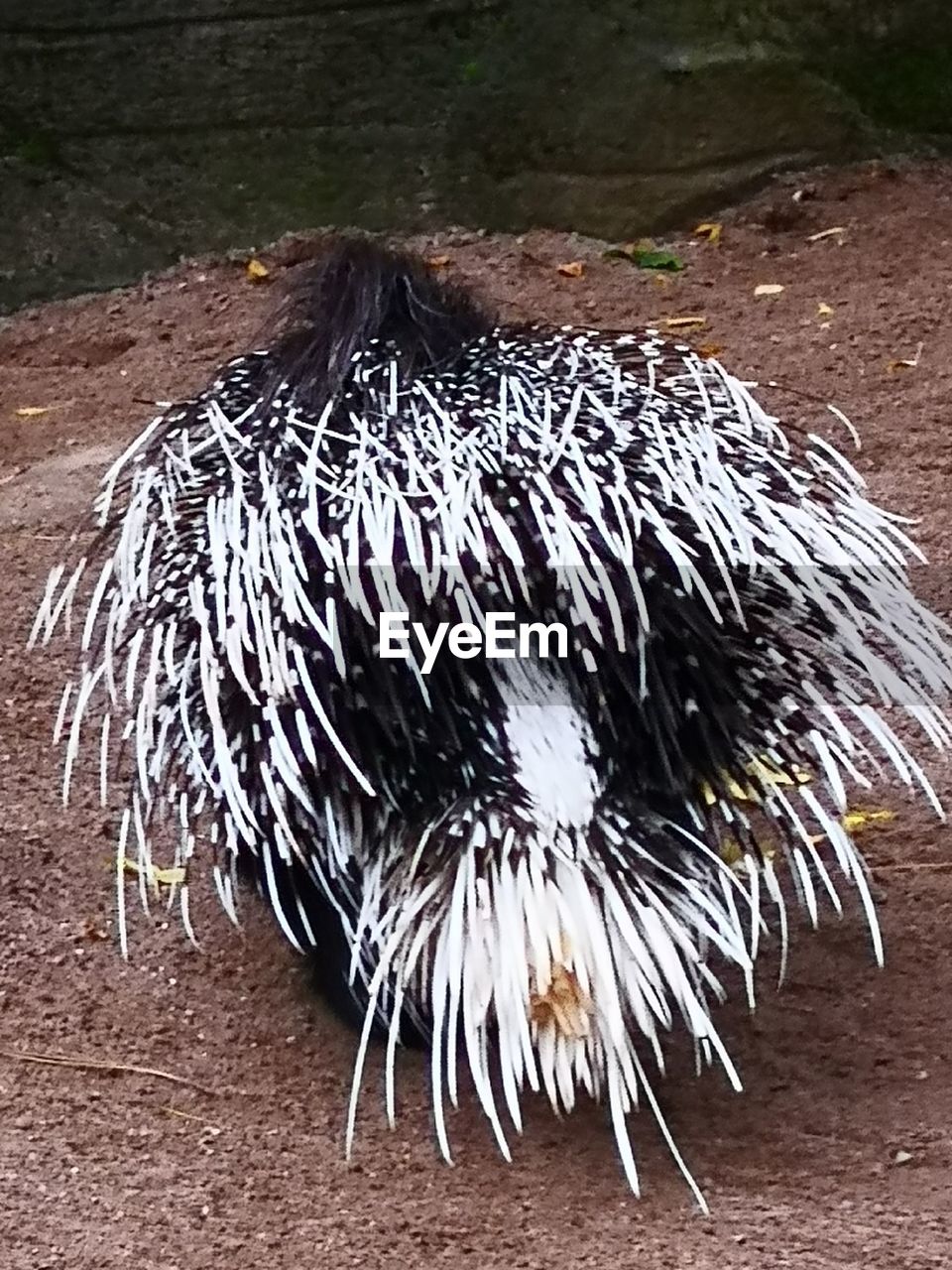 HIGH ANGLE VIEW OF A BIRD