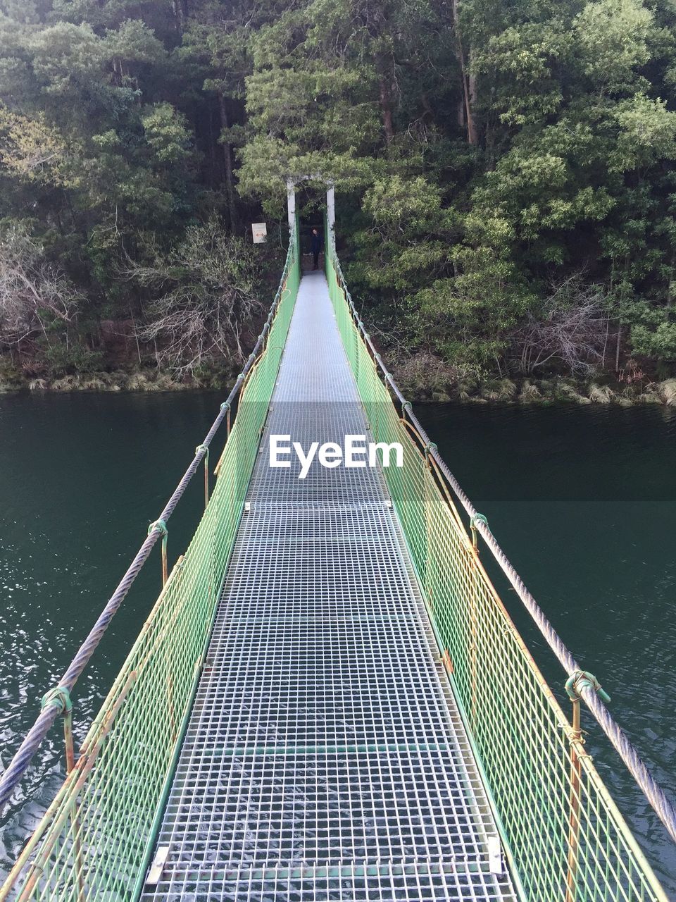 Footbridge amidst trees in forest