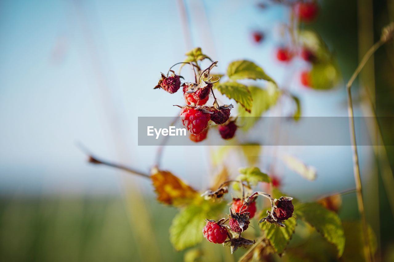 Close-up of berries on plant