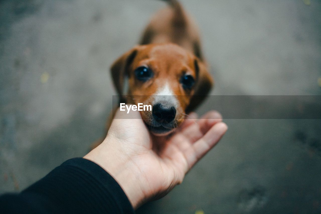 Close-up of hand touching puppy