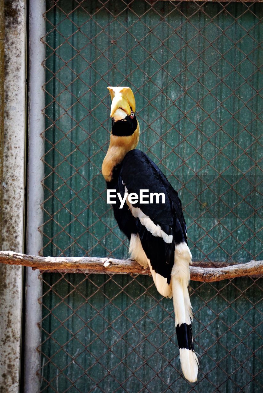 Close-up of bird perching in cage at zoo
