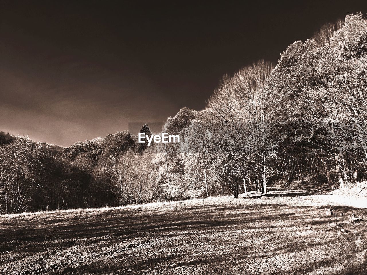 VIEW OF TREES ON LANDSCAPE