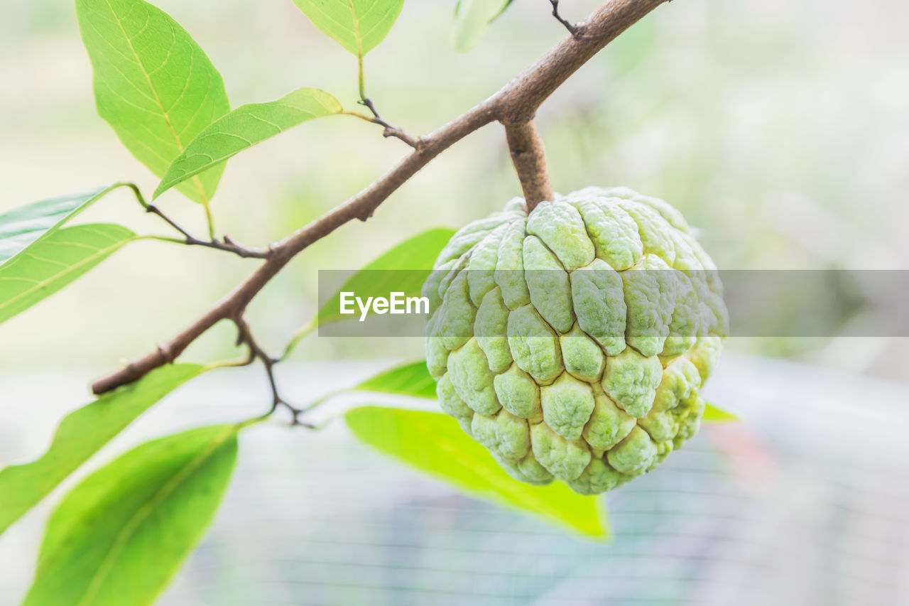Fresh green custard apple fruit on the tree with blurred leaf nature background