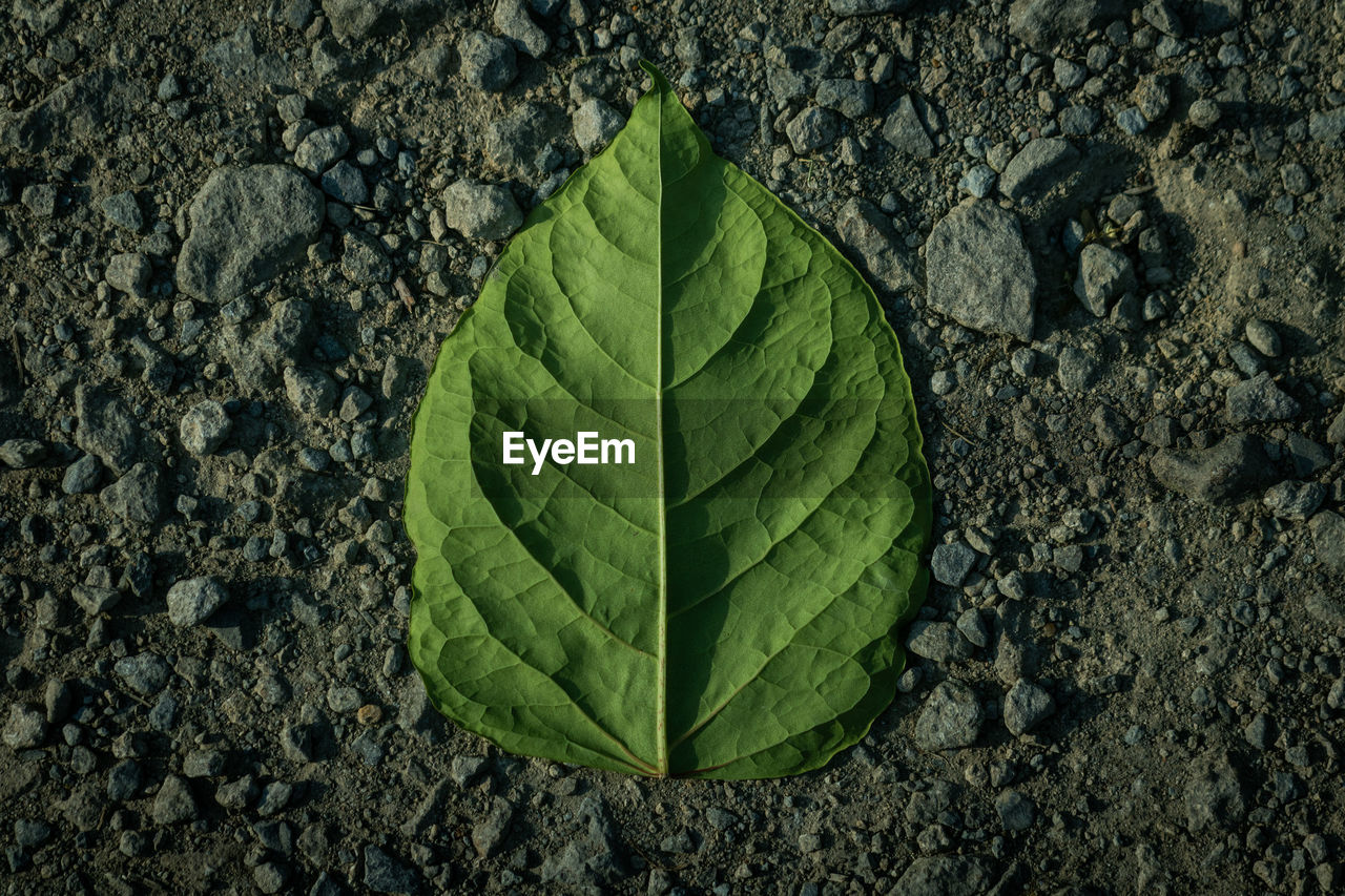 High angle view of green leaf