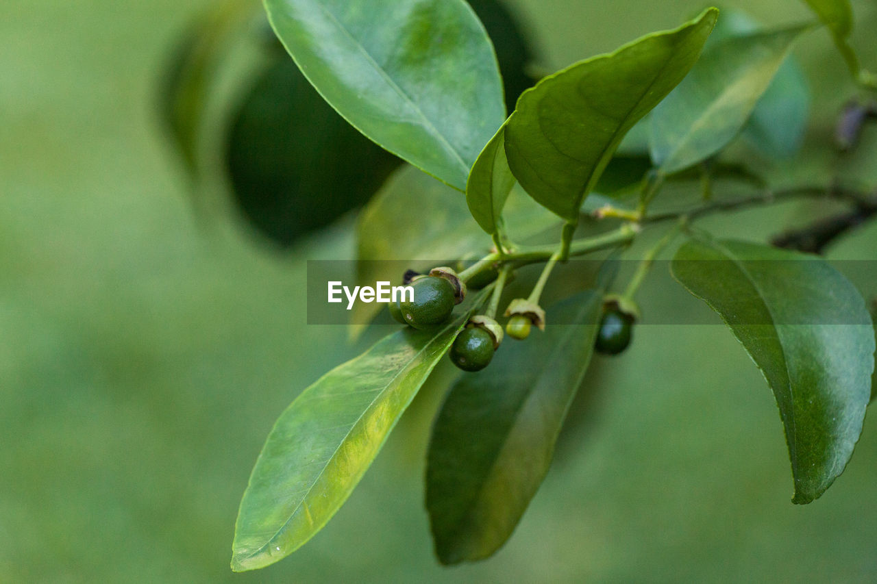 CLOSE-UP OF INSECT ON PLANT