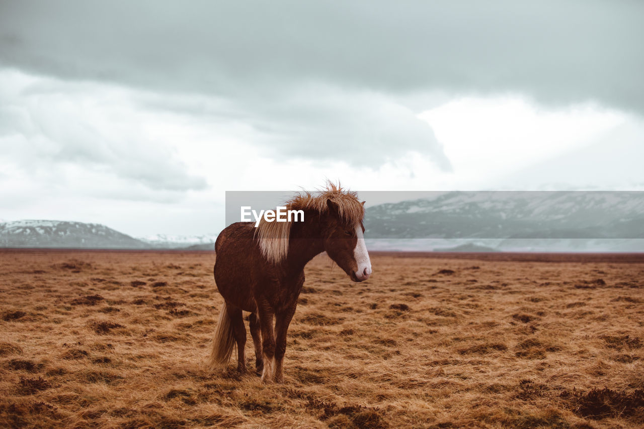 Horse standing on grass against sky