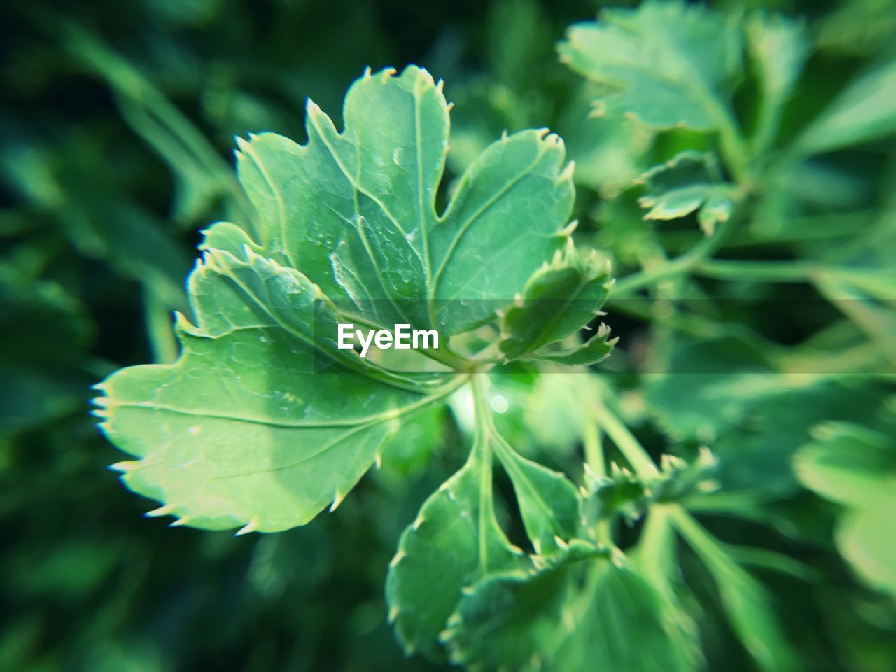 CLOSE-UP OF GREEN PLANT