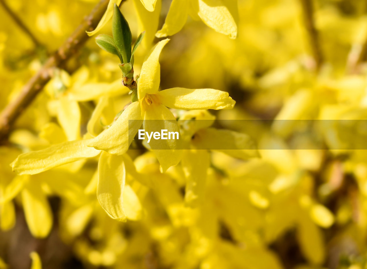 CLOSE-UP OF YELLOW FLOWERING PLANT DURING AUTUMN